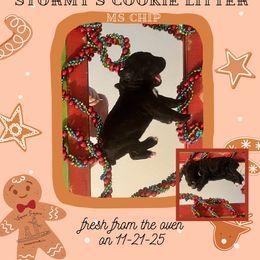 Chip - Black female Poodle puppy in Ocean Springs, Mississippi from Forever Summer Standard Poodles