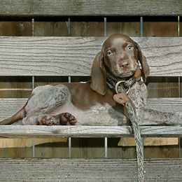 German Shorthaired Pointers from Enfield German Shorthairs