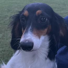 Rosie - Dachshund