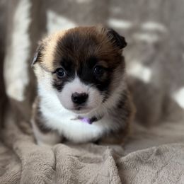 Purple Collar - Sable and white female American Corgi puppy in Glenwood, Minnesota from Crystal Blue Corgi