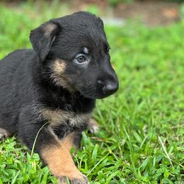 Jessie - Black female German Shepherd puppy in Ocala, Florida from Appleridge German Shepherds