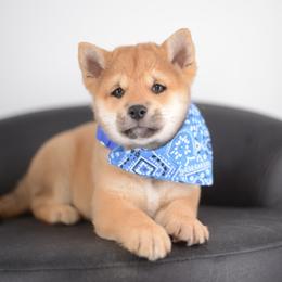 Hoshi 🩵 Red Boy - Red male Shiba Inu puppy in Neosho, Missouri from Sunny Terrace Shibas