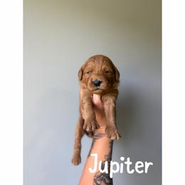 Jupiter - Red  female Goldendoodle puppy in Smithfield, Kentucky from KBK9 Kennels