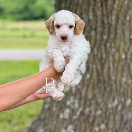Australian Labradoodle and Bernedoodle Puppies from The Poodle Co. Raising Doodles & Poodles