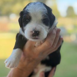Monopoly - Tri-color male Bernedoodle puppy in El Campo, Texas from Little Fur Friends Bernedoodles