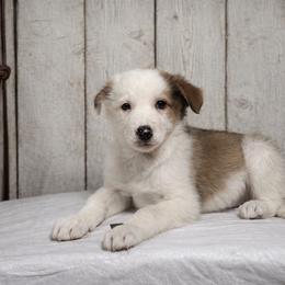 Male 4 - Saddleback sable male Border Collie puppy in Oxford, Florida from RSR Border Collies