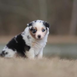 Glimmer - Blue merle Australian Shepherd puppy in Springville, Alabama from Cross Creek Aussies