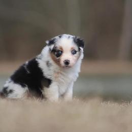 Glimmer - Blue merle Australian Shepherd puppy in Springville, Alabama from Cross Creek Aussies
