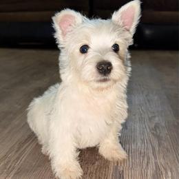 Litter expected 7.25 - White male West Highland White Terrier puppy in Mcneal, Arizona from Olympian Giant Schnauzers and Westie’s!