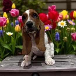 Sadie - Mahogany and white female Basset Hound puppy in Pilot Mtn, North Carolina from Lowdown Love Basset Hounds