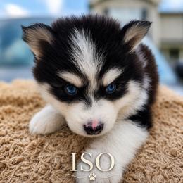 Girl 3 (ISO-BU aka Iso) - Black and white female Pomsky puppy in Norfolk, Virginia from 'Brick'House Couture Pomskies