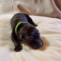 Boy 2 - German Shepherd puppy in Mead, Colorado from North Creek German Shepherds