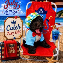 Caleb - Brown male Schnoodle puppy in Demorest, Georgia from Royal Puppypoo Playhouse