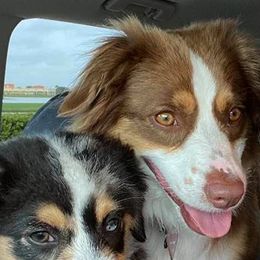 Miniature American Shepherds from Karen Raymond's Miniature American Shepherds