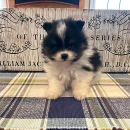 River - Black and tan parti male Pomeranian puppy in Success, Missouri from Sweet Success