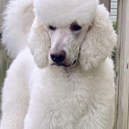 Aussiedoodles, Bernedoodles, Goldendoodles, and Poodles from Flat Rock Doodles LLC