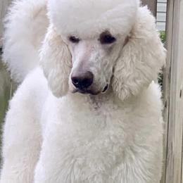 Aussiedoodles, Bernedoodles, Goldendoodles, and Poodles from Flat Rock Doodles LLC