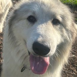 Chateau - Great Pyrenees