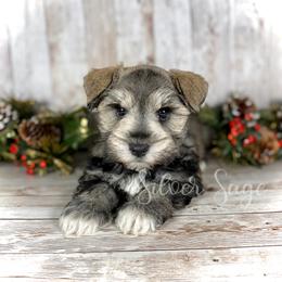 Miniature Schnauzer Puppies from Silver Sage Schnauzers