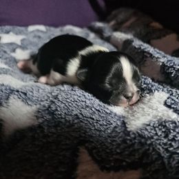 Girl 2 - Black and white female Shih Tzu puppy in Little Falls, Minnesota from Tough Shih