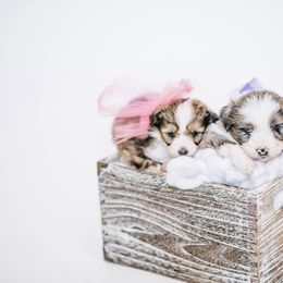 Aussiedoodle, Bernedoodle, and Goldendoodle Puppies from Desert Doodles