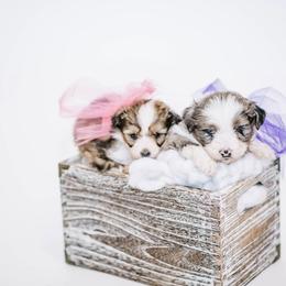 Aussiedoodle, Bernedoodle, and Goldendoodle Puppies from Desert Doodles