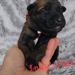 Indy's Red - Mahogany female Belgian Malinois puppy in Berry, Alabama from North River k9