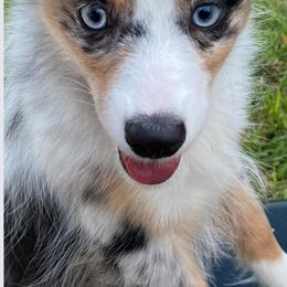 Maltese, Miniature Australian Shepherds, Poodles, Shih Tzus, Toy Australian Shepherds, and Yorkshire Terriers from Love At FURst Sight TX Kiss My Aussie