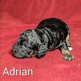 Adrian - Black and tan male Cockapoo puppy in Sunset, Louisiana from Cano Cockapoos