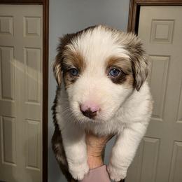 Roo - Red merle female Australian Shepherd puppy in Oak Ridge, Missouri from Myers Farm Aussies