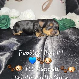 Yorkshire Terrier Puppies from TLC Kennels TenderLittleCuties