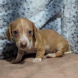 6 - Crimson Sands - Red male Dachshund puppy in Central Point, Oregon from MRS Long Dog Ranch