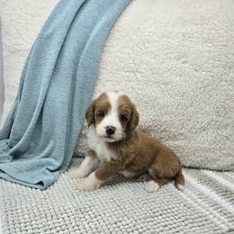 Oak - Red  male Goldendoodle puppy in Floyd, Virginia from Hearts and Paws Poodles and Doodles