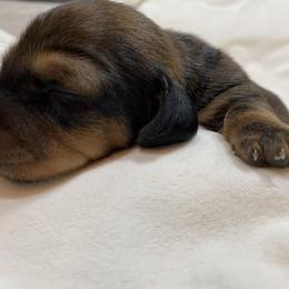 Dachshund Puppies from Desert Dachshunds