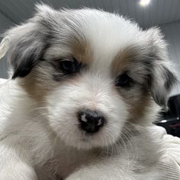 BMF2 - Blue merle Australian Shepherd puppy in Manchester, Iowa from Lone Willow Aussies