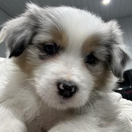BMF2 - Blue merle Australian Shepherd puppy in Manchester, Iowa from Lone Willow Aussies