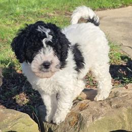 Boy2 - Black and white male Cavapoo puppy in Medina, Ohio from Momma's Minis