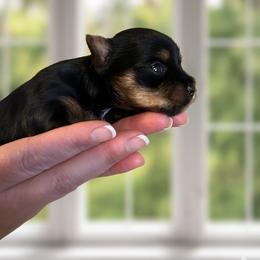 Anna - Black and tan female Yorkshire Terrier puppy in Phil Campbell, Alabama from MagnoliaYorkies