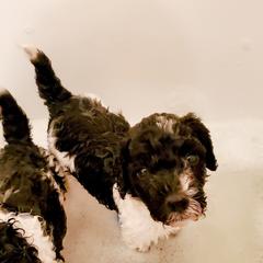 Double Doodle and Poodle Puppies from Perfect Poodles and Doodles LLC
