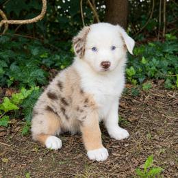 Summer- Natural Bobbed tail - Red merle female Australian Shepherd puppy in Troy, South Carolina from Lana Corley- Australian Shepherds of 3/W Farms