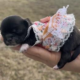 Shih Tzu Puppies from Kaselyn’s puppies