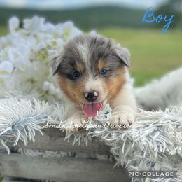 Australian Shepherd Puppies from Smith Southern Aussies