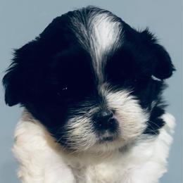 CKC.  Tom - Black and white male Shih Tzu puppy in Skipperville, Alabama from Nay Nay’s Babies