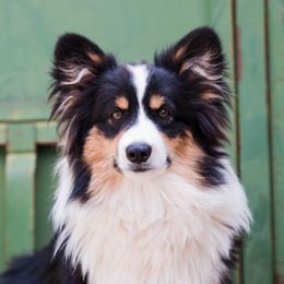 Nash - Pembroke Welsh Corgi