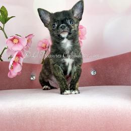 Reebok - Fawn brindled black male Chihuahua puppy in Anderson, South Carolina from Lil Treasures Chihuahuas