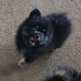 Grizzy - Black parti male Pomeranian puppy in Waco, Texas from Petite Poms