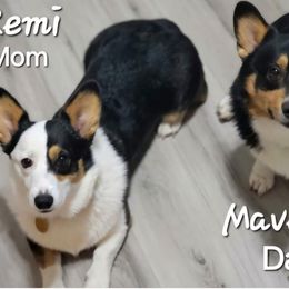 Maverick - Pembroke Welsh Corgi