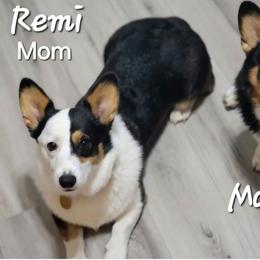 Maverick - Pembroke Welsh Corgi