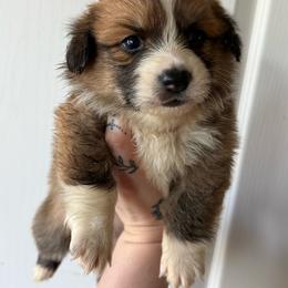 Flopsy- Full fluffy - Red male Pembroke Welsh Corgi puppy in Aberdeen, Washington from Coastal country Farms
