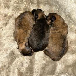 Curly - Red sable male Pomeranian puppy in Clinton, Tennessee from Liza’s Aussies & Poms